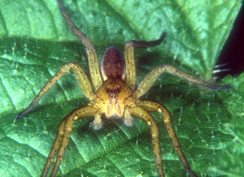 Dolomedes_fimbriatus_P1059_O_88_Les Gris_Frankrijk.jpg